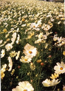 ���F�̃R�X���X�̃A�b�v