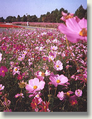 �Ԃ̋u�����̖��J�̃R�X���X