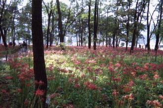 �G�ؗтɔފ݉Ԃ��O�~���E�E�E�E