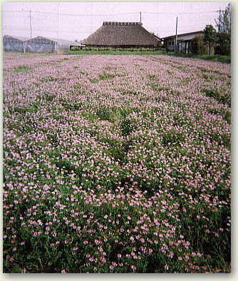 �����Q���Ƃ��Ԃ��̋���