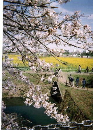 �����̍��͒n�ʂɔ����悤�ɂ��č炭