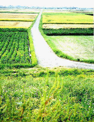 �����̂�����