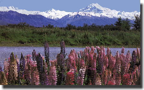 NZ�̎R�Ɛ�ƉԂ���