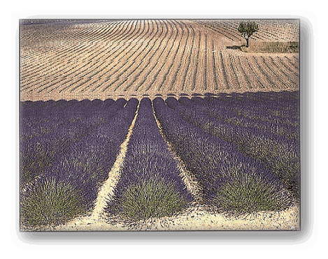 �t�����X�̓c��