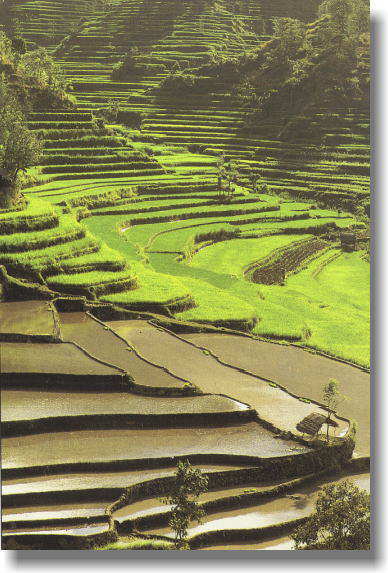 �o���̒I�c