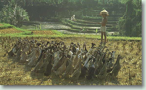 �o���̓c��ڕ��i